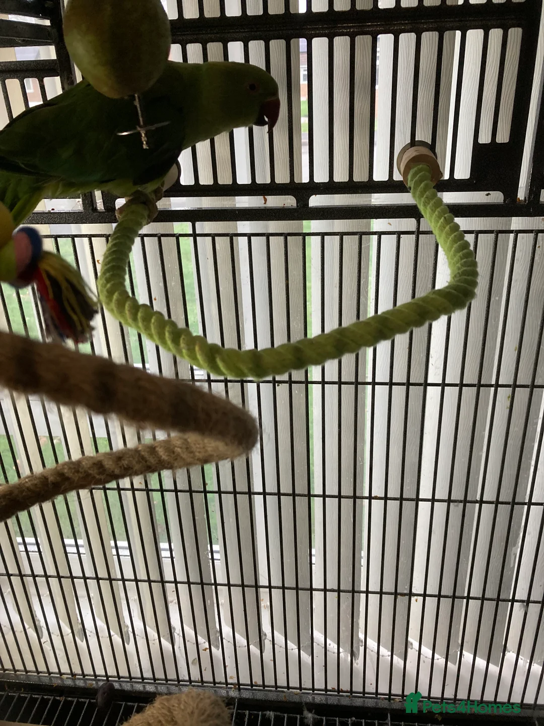 Ringnecks birds for sale: Ring neck  - Advert 5