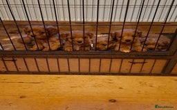 Cavapoo dogs for sale: Adorable F1 Cavapoo puppies  - Advert 16