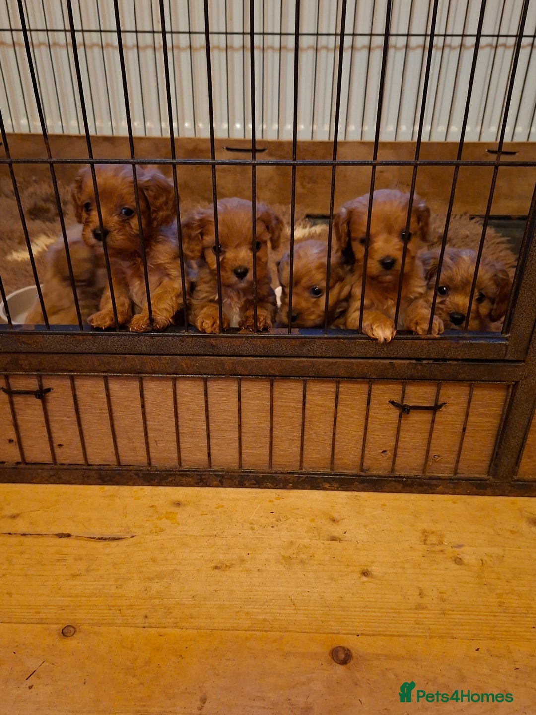 Cavapoo dogs for sale: Adorable F1 Cavapoo puppies  - Advert 16