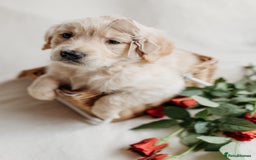 Golden Retriever dogs for sale: Rare & wonderful petite golden retrievers - Image 14