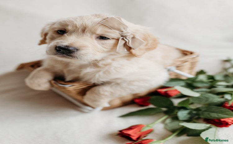 Golden Retriever dogs - Advert 6