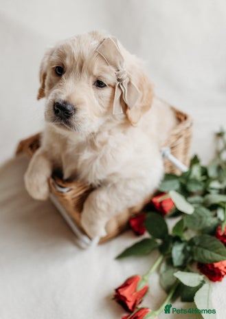 Golden Retriever dogs - Advert 6