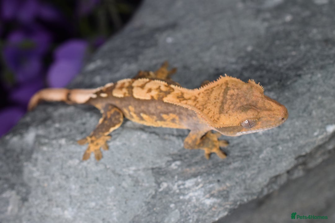 Gecko reptiles for sale: Crested geckos - Advert 6