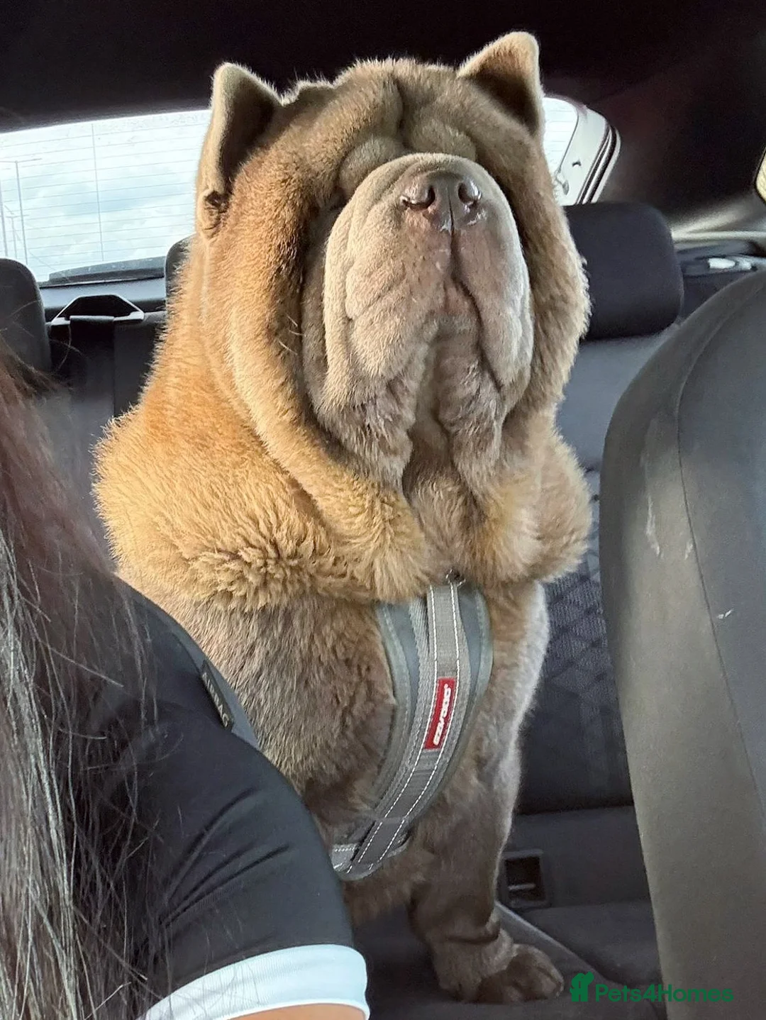 Chow Chow dogs for stud: The only rare lilac smooth coat KC reg  - Advert 3