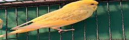 Budgerigars birds for sale: • Bonded pair — male & female young runcorn   ✅ - Advert 9