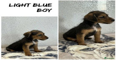 Lakeland Terrier dogs - Advert 8