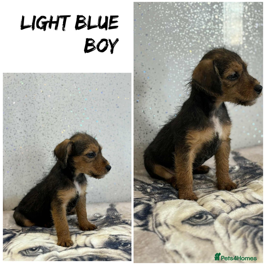 Lakeland Terrier dogs for sale: Lakeland terrier puppies  - Image 14
