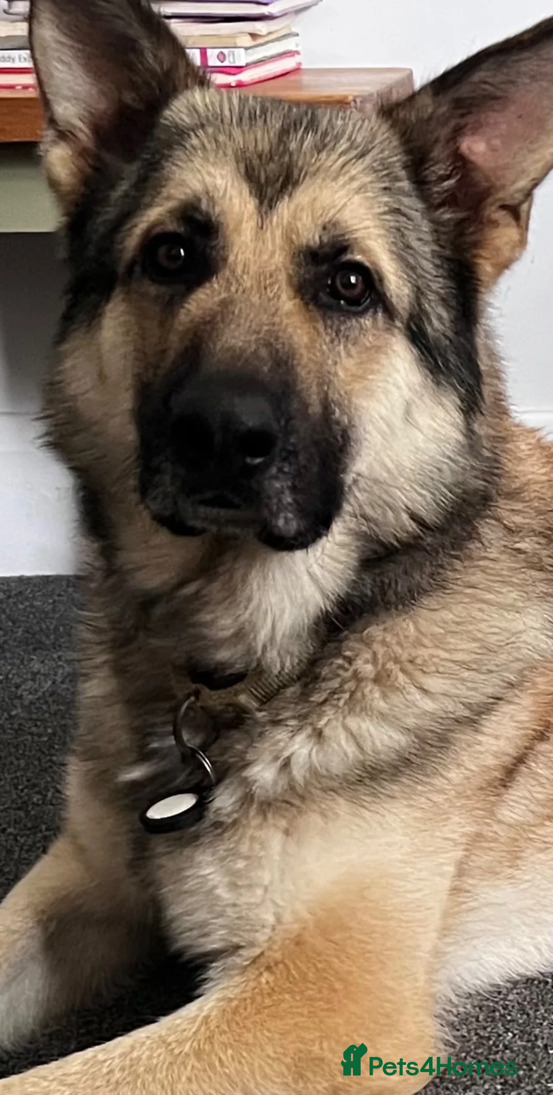 German Shepherd dogs for sale: Gold sable KC German Shepherd male - Advert 1