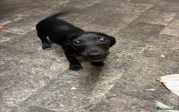 Mixed Breed dogs for sale: Beautiful boy  - Image 11