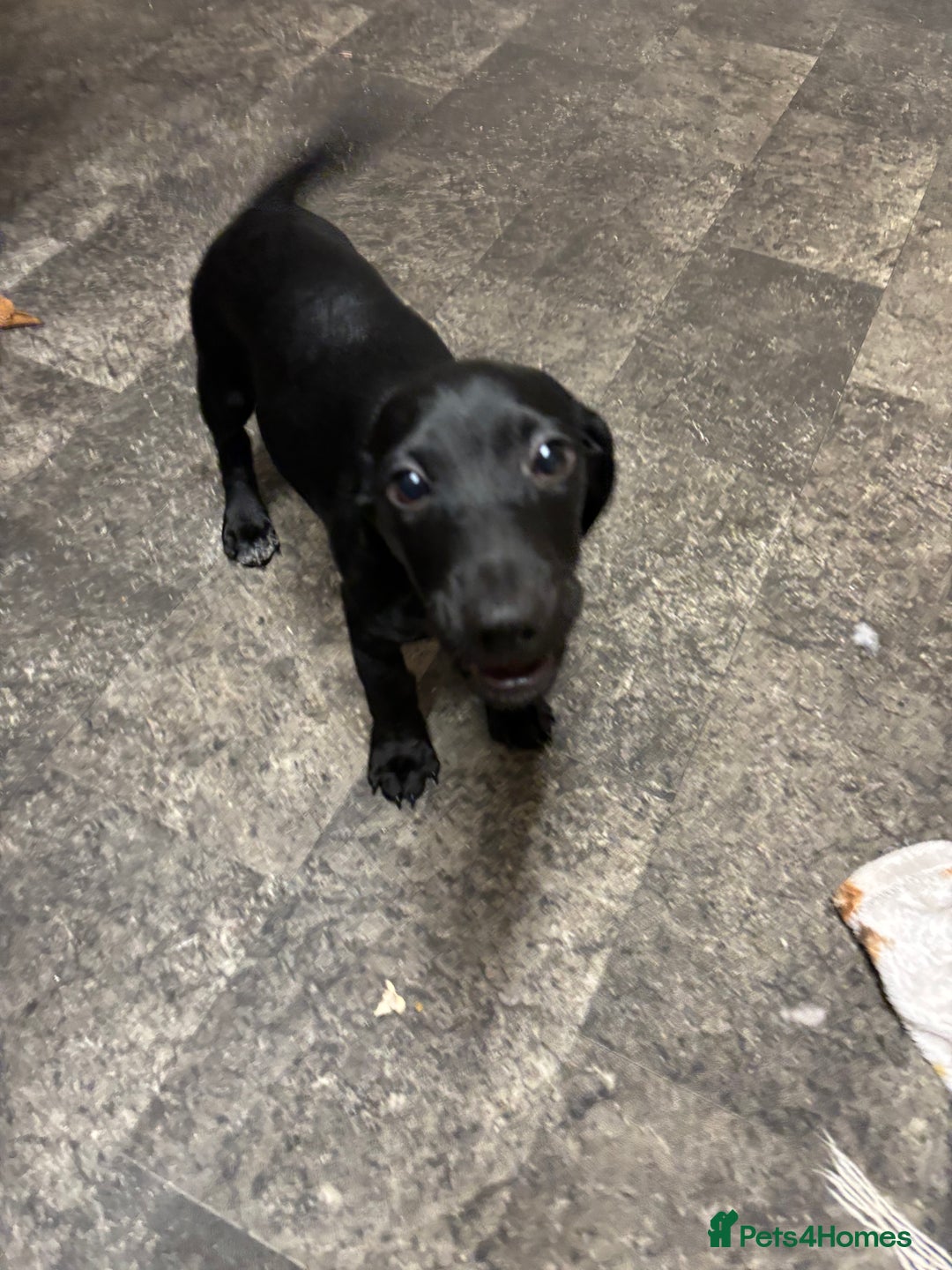 Mixed Breed dogs for sale: Beautiful boy  - Image 11