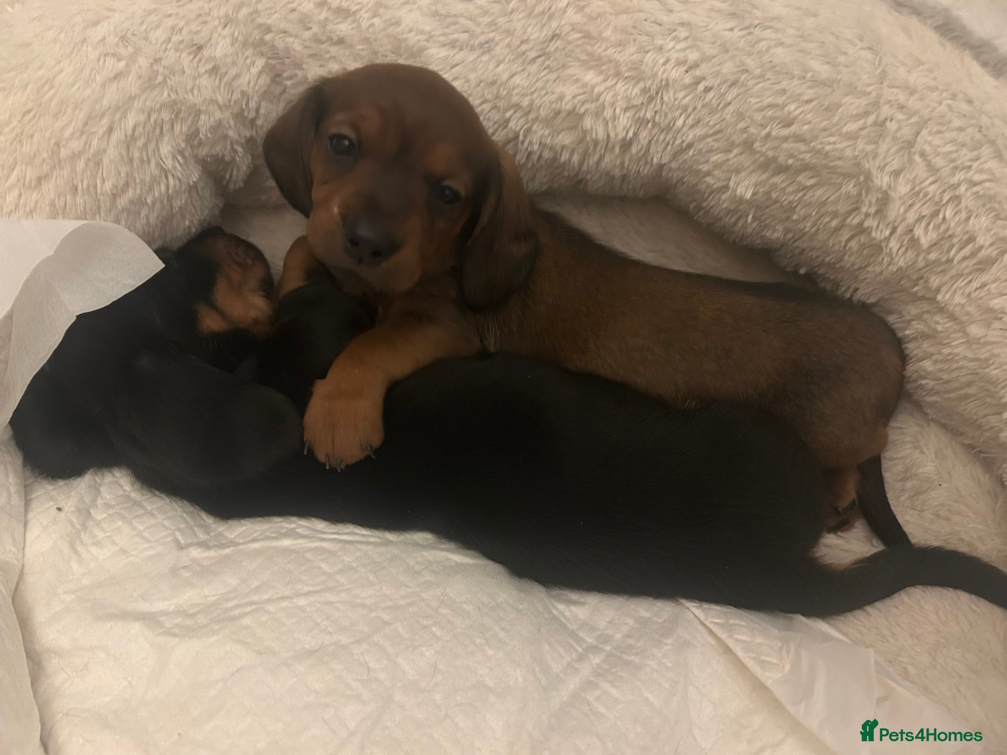 Dachshund dogs Two amazing miniature Dachund boys   - Advert 12