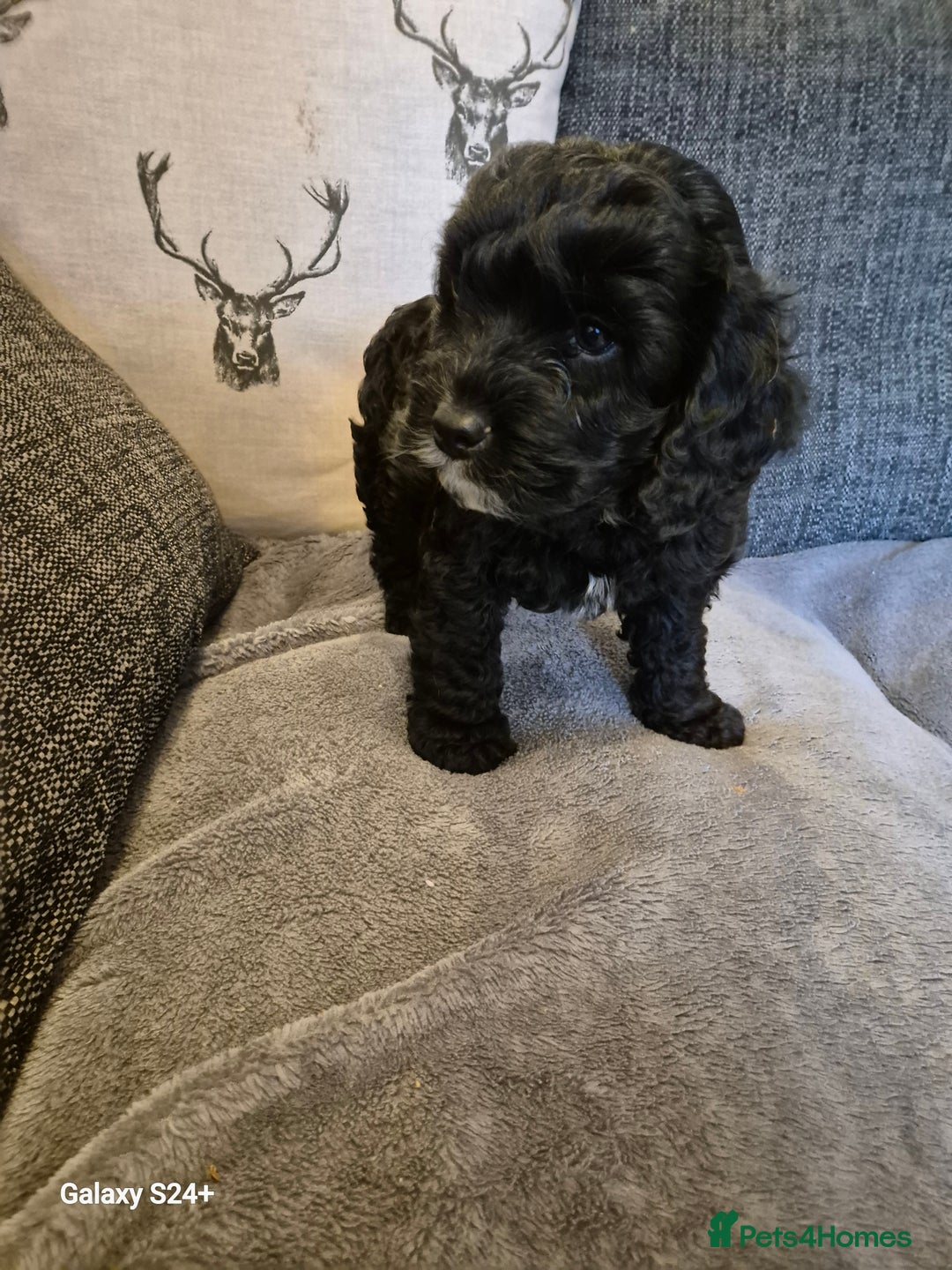 Cockapoo dogs for sale: Stunning f1 cockapoo puppys  - Image 6