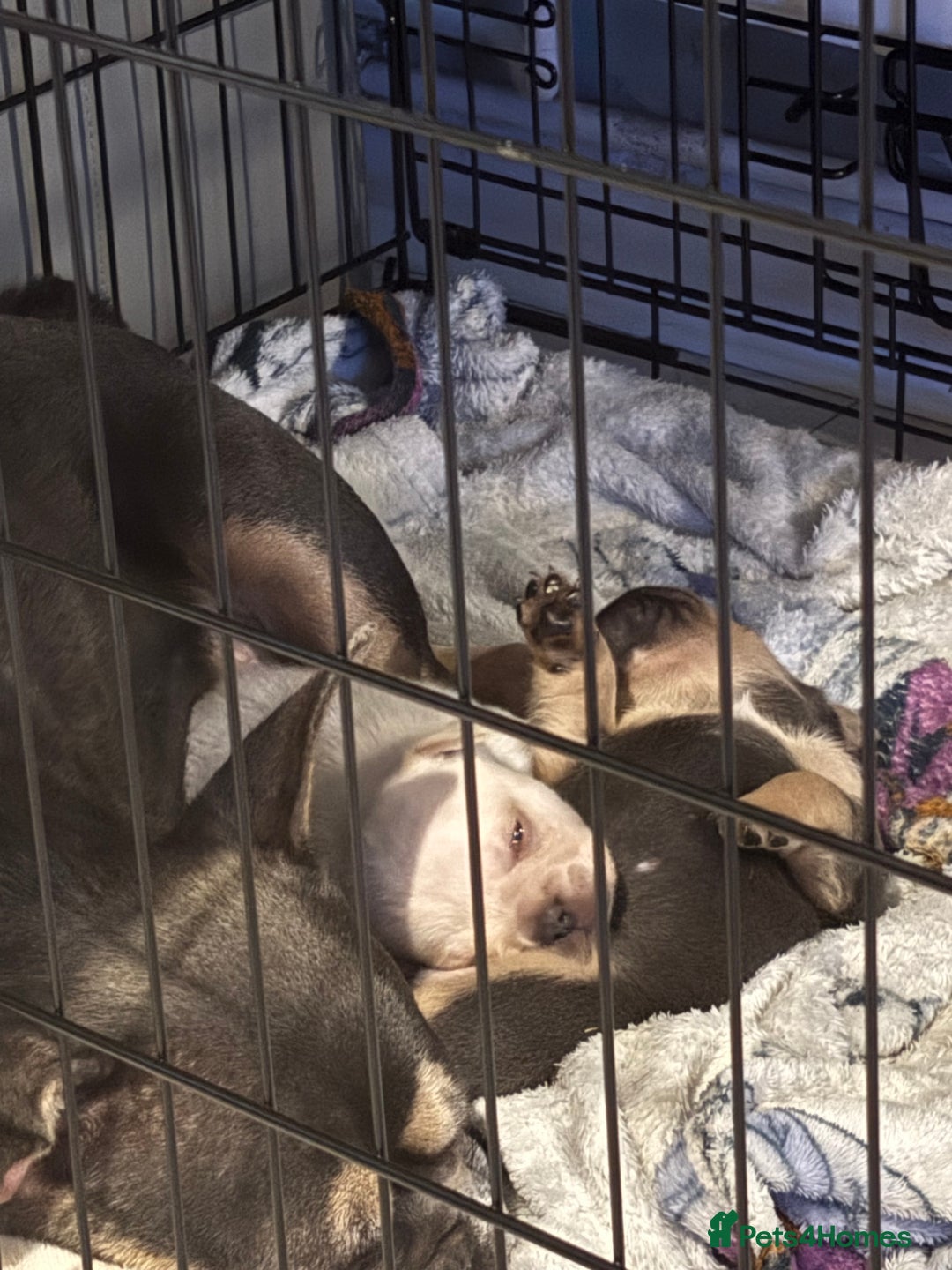 French Bulldog dogs for sale: White French bulldogs puppies  - Image 9