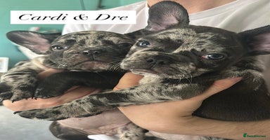 French Bulldog dogs - Advert 3