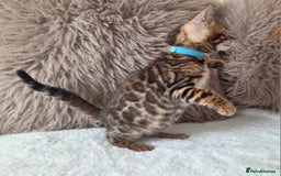 Bengal cats for sale: ✨ Bengal TICA Registered kittens Available ✨🐱 - Image 27