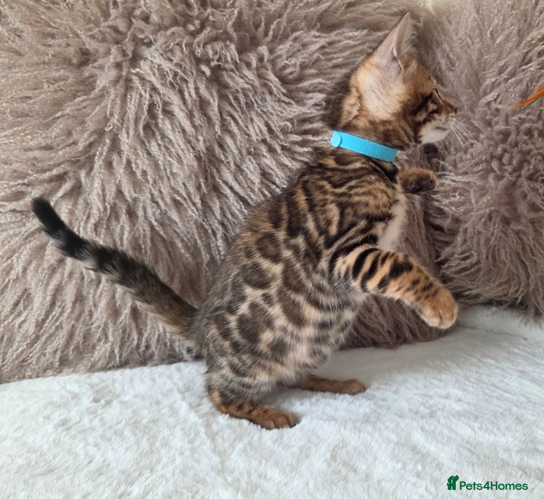 Bengal cats for sale: ✨ Bengal TICA Registered kittens Available ✨🐱 - Image 27