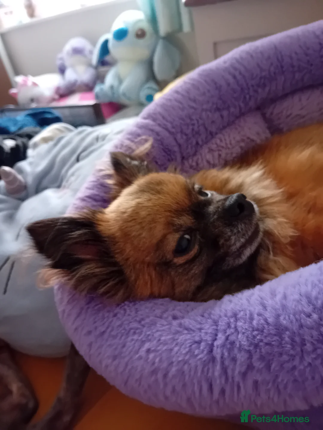 Pomeranian dogs for sale: 7 year female pomeranian  - Advert 7