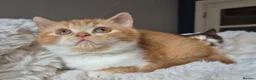 British Shorthair cats for sale: Champion Lines British Shorthair Kittens  - Advert 11