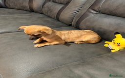 Chihuahua dogs for sale: GORGEOUS 9-WEEK-OLD CHIHUAHUA BOY 🩵 READY NOW!✨🐾 - Image 9