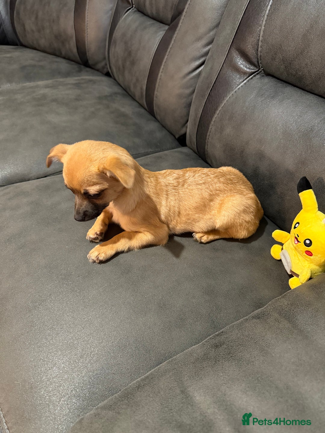 Chihuahua dogs for sale: GORGEOUS 9-WEEK-OLD CHIHUAHUA BOY 🩵 READY NOW!✨🐾 - Image 9