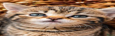 British Shorthair Kitten 2