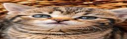 British Shorthair cats for sale: British Shorthair kittens  in Wirral - Advert 14