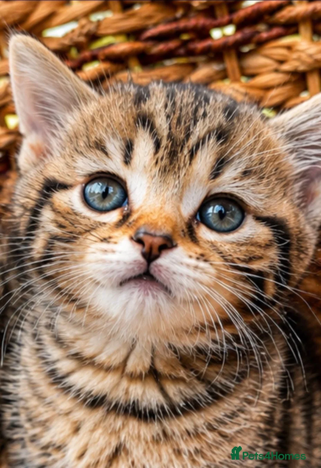 British Shorthair cats for sale: British Shorthair kittens  in Wirral - Advert 14