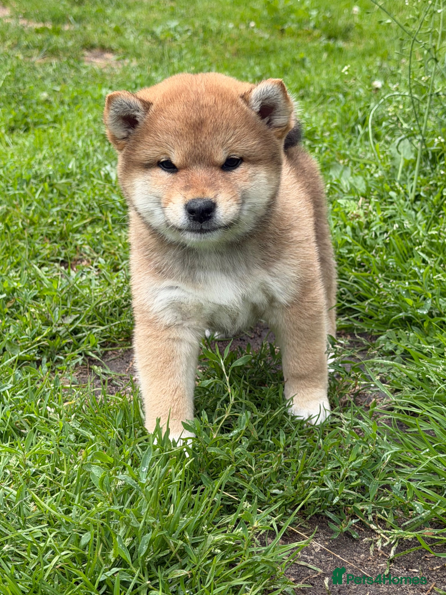Japanese Shiba Inu dogs Health tested Shiba puppies - Advert 1