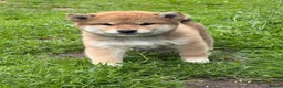 Japanese Shiba Inu dogs for sale: Health tested Shiba puppies - Advert 1