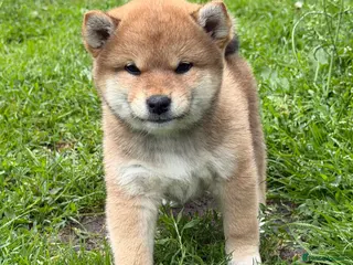Japanese Shiba Inu dogs for sale: Health tested Shiba puppies - Advert 1