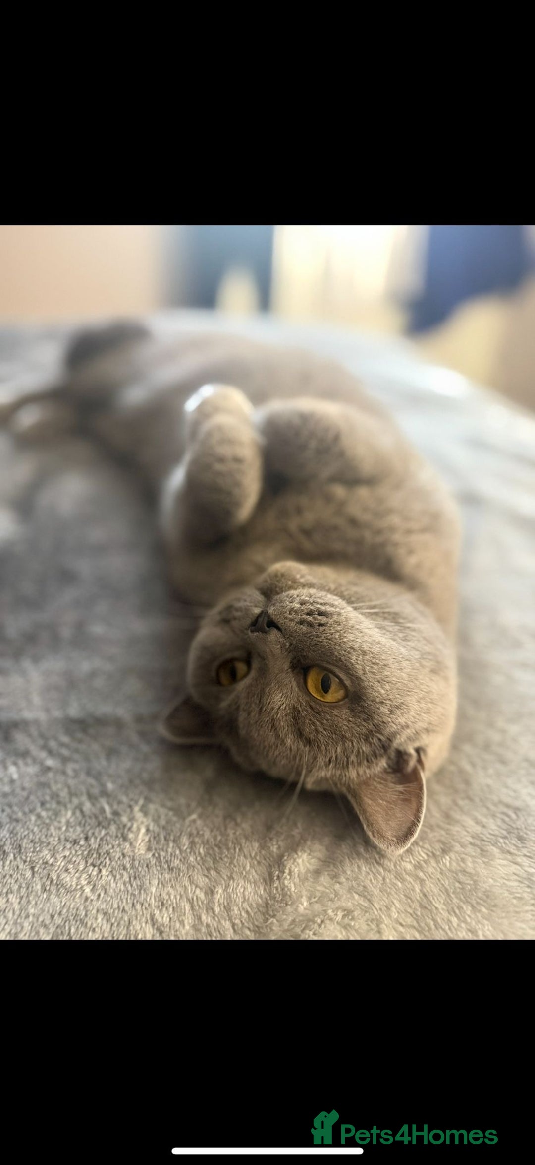 British Shorthair cats for sale: GCCF Active British Blue shorthair - Image 3