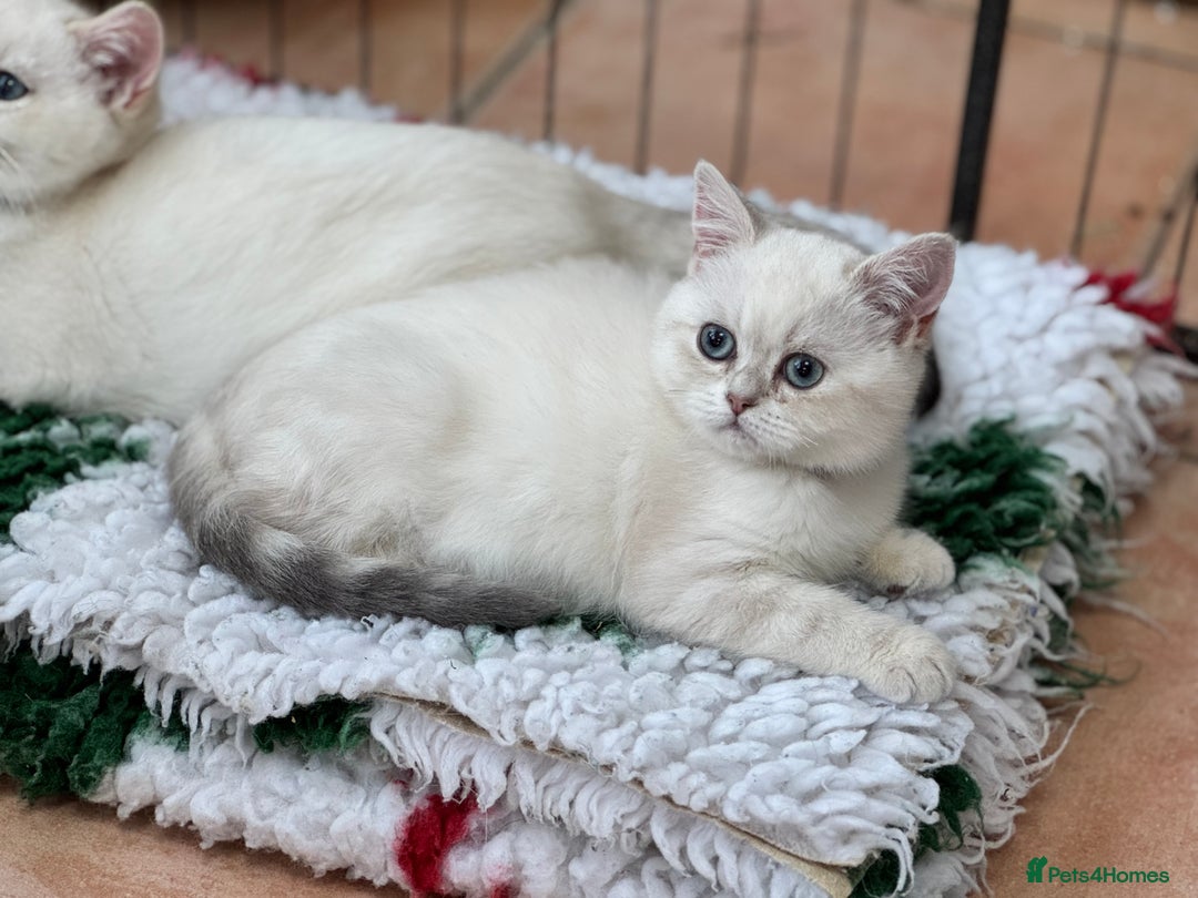 British Shorthair cats for sale: Colourpoints BSH active & non-active available - Image 11
