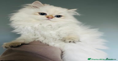 British Longhair cats ‼️🐾😍Colourpoint purebred BLH😻1 Left 🐱 - Advert 6