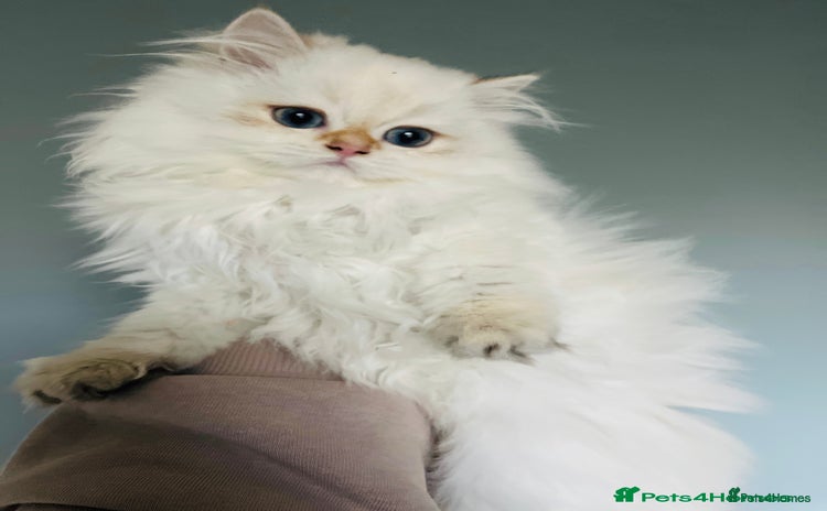 British Longhair cats ‼️🐾😍Colourpoint purebred BLH😻1 Left 🐱 - Advert 9