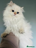 British Longhair cats ‼️🐾😍Colourpoint purebred BLH😻1 Left 🐱 - Advert 4