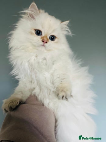 British Longhair cats ‼️🐾😍Colourpoint purebred BLH😻1 Left 🐱 - Advert 1