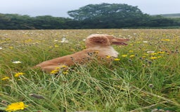 Cocker Spaniel dogs for stud: KC REGISTERED WORKING COCKER SPANIEL FOR STUD in Rhayader - Image 4