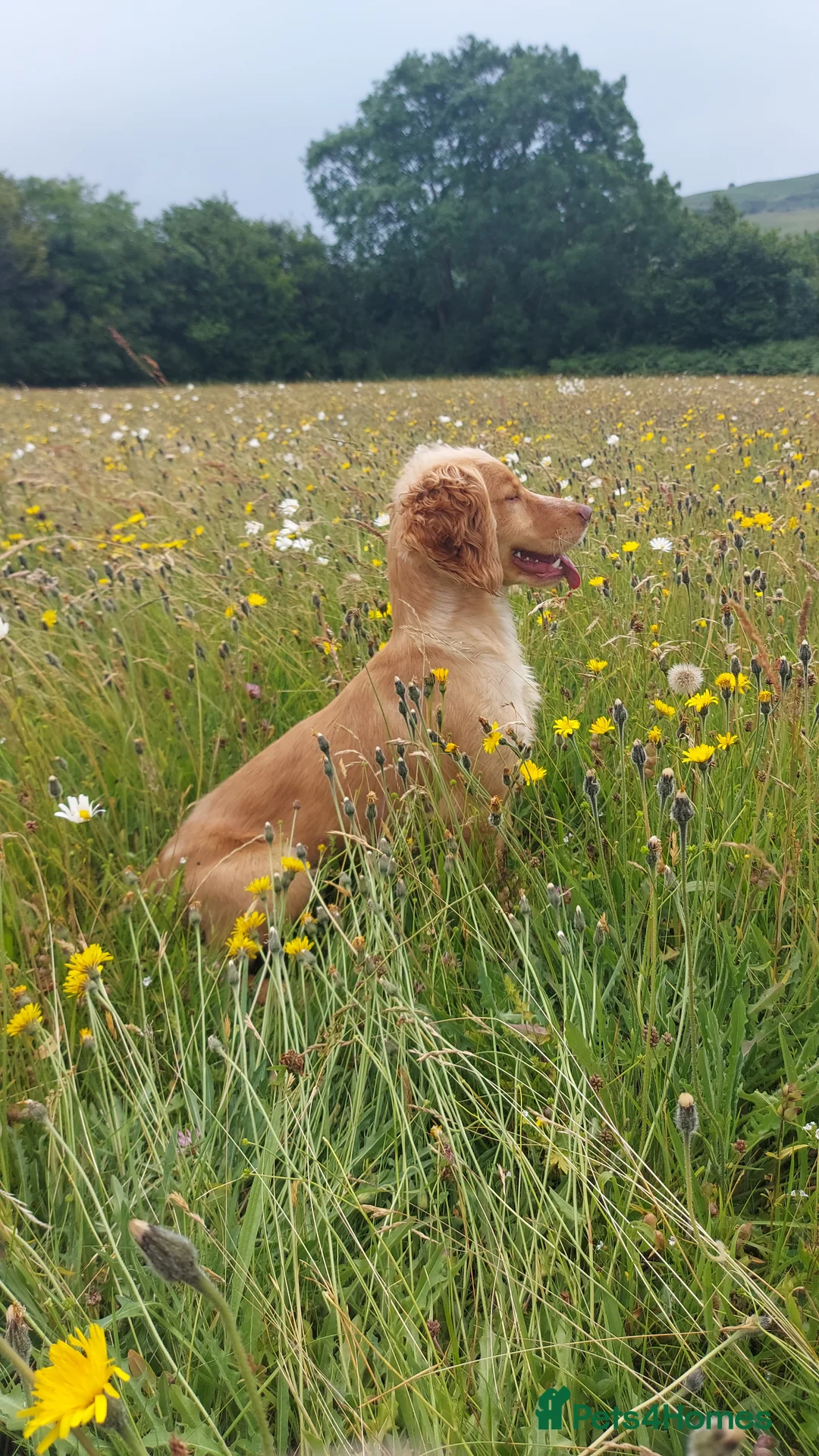 Cocker Spaniel dogs for stud: KC REGISTERED WORKING COCKER SPANIEL FOR STUD in Rhayader - Advert 4