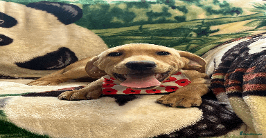 Labrador Retriever dogs - Advert 5