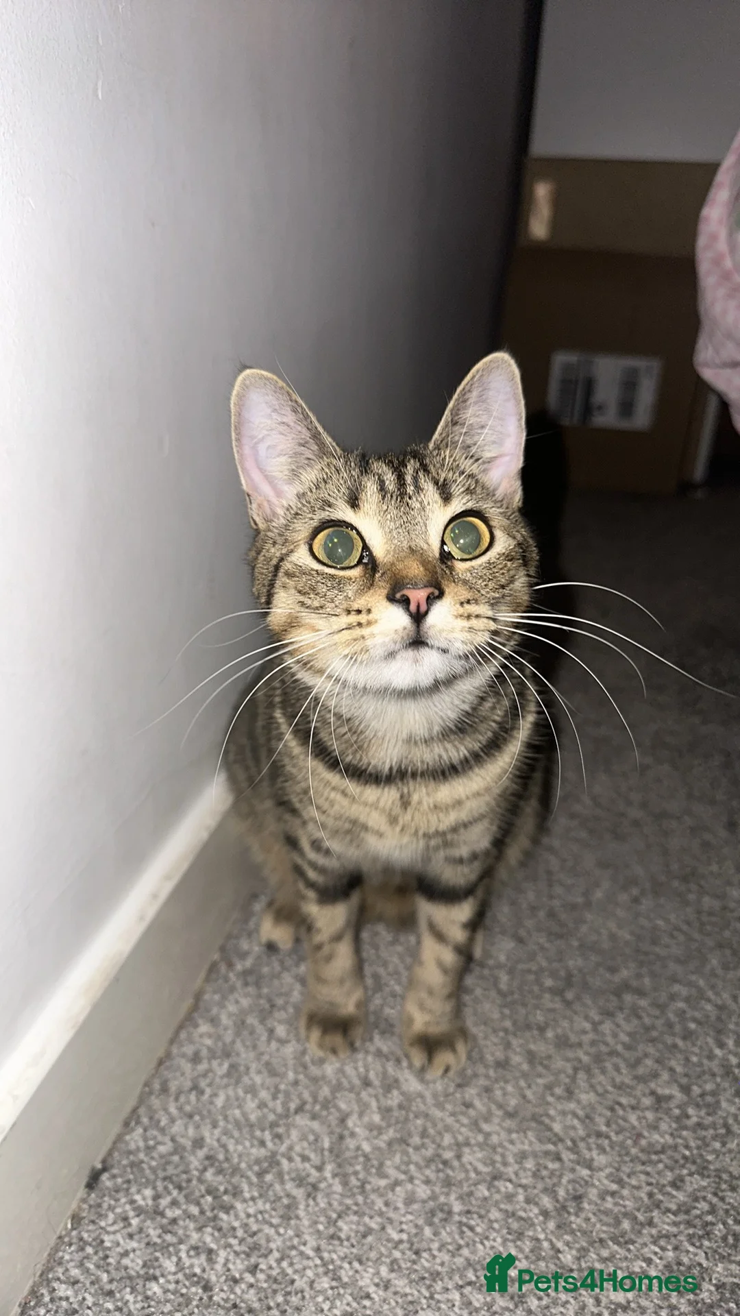American Shorthair cats for sale: Mum and daughter cats to go together - Advert 2