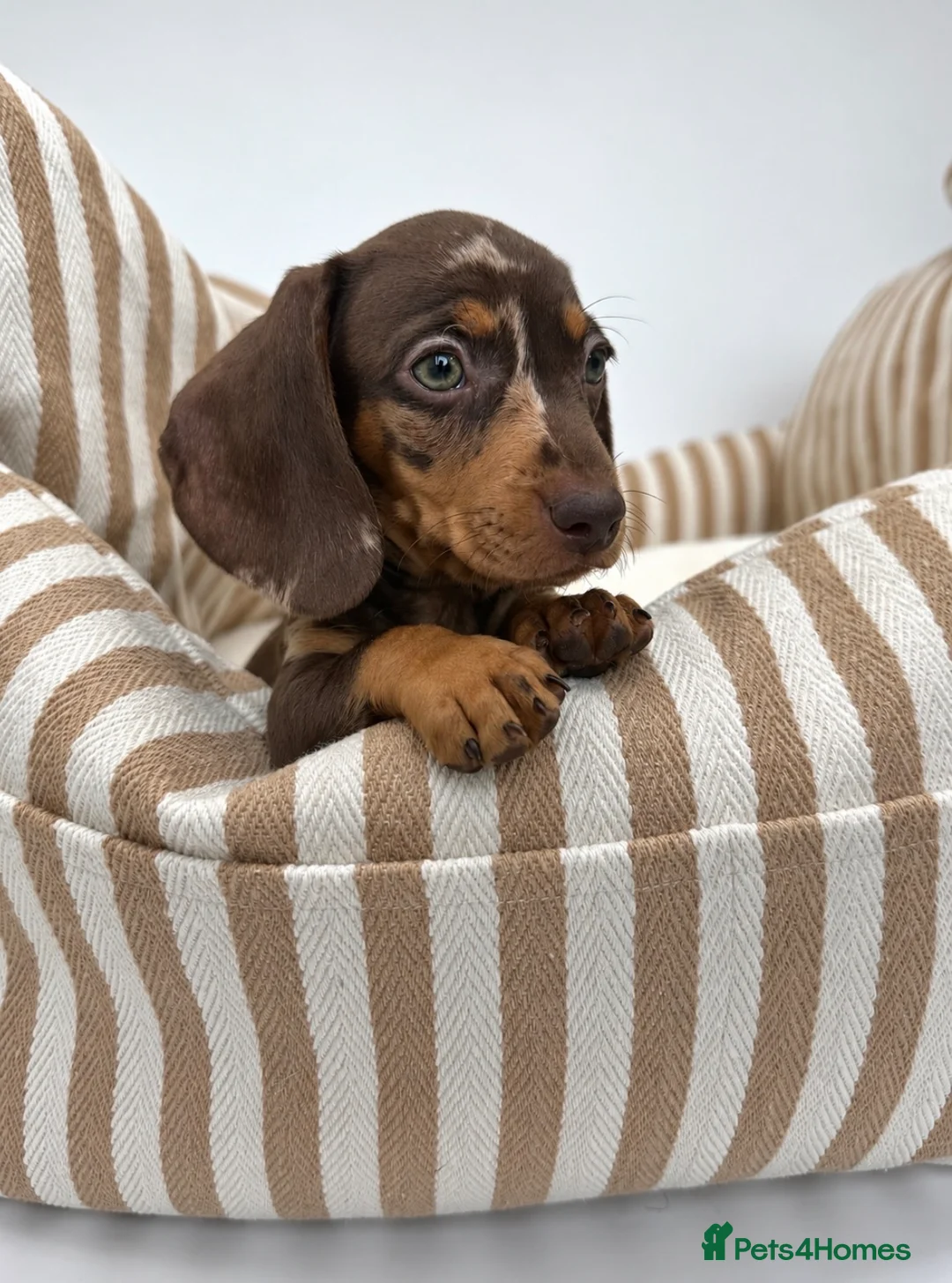 Miniature Dachshund dogs for sale:  🐾 READY NOW full panel health clear kc  - Advert 2
