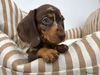 Miniature Dachshund dogs 🌸READY NOW Rare Pink mini dachshunds 🌸 - Advert 18