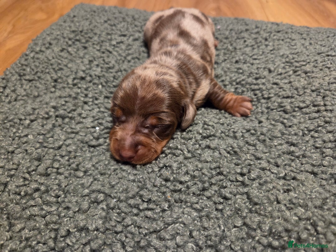 Miniature Dachshund dogs for sale:  Precious Miniature Dachshund Puppies   - Advert 8