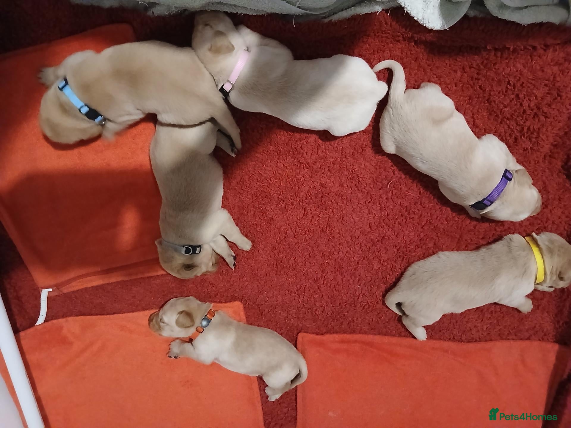 Labrador Retriever dogs for sale: Top Quality KC registered Labrador pups - Advert 1