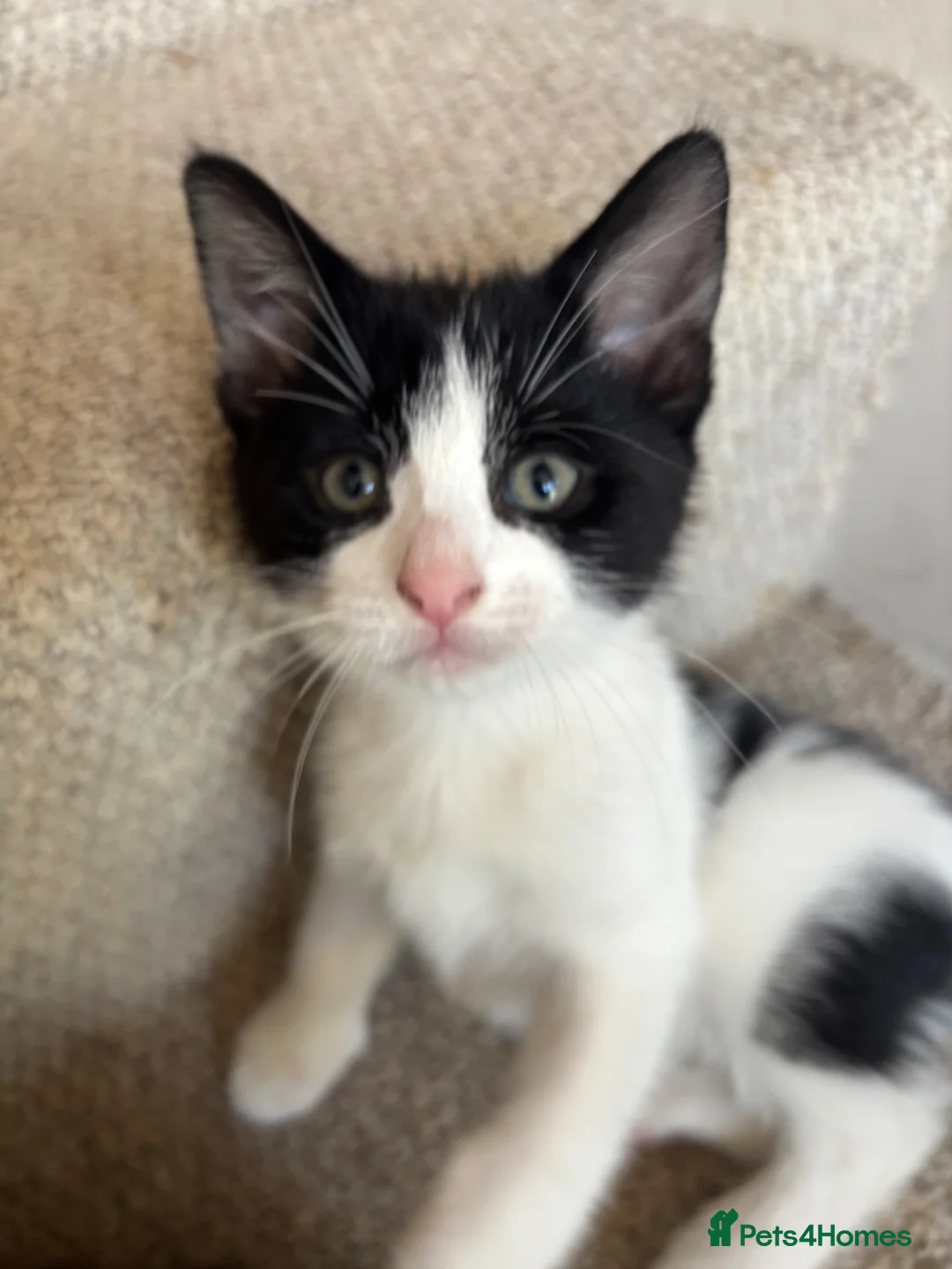 Mixed Breed cats for sale: 2 beautiful kittens ready for forever homes - Advert 8