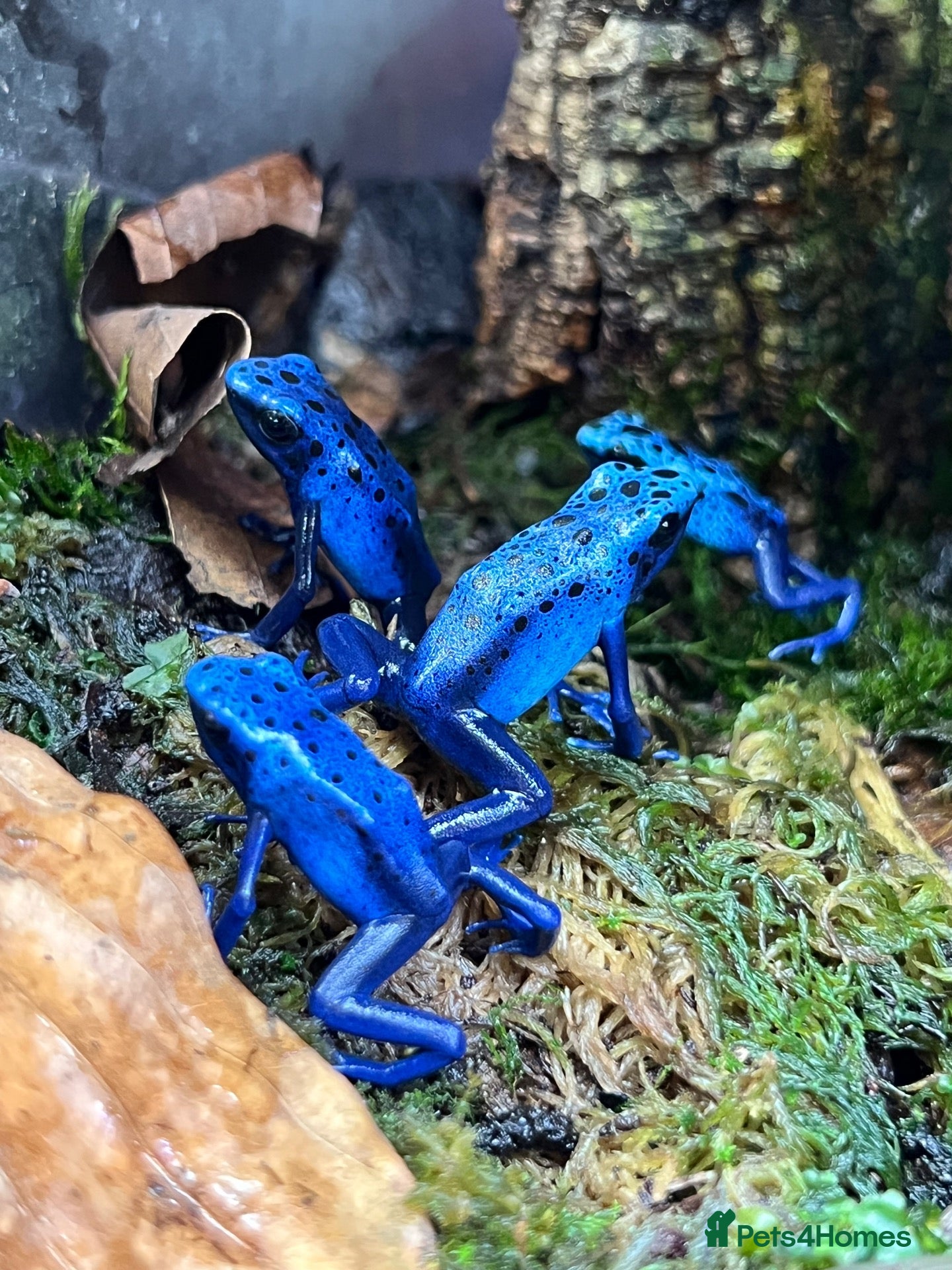 Frog reptiles Various Amphibians At Urban Exotics - Advert 1