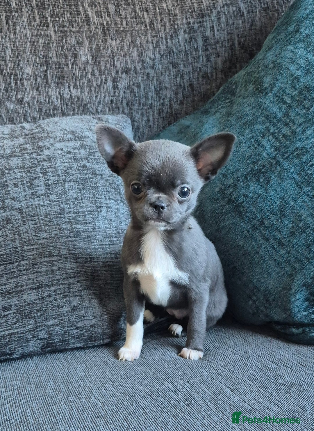 Chihuahua dogs for sale:  🐶 Stunning Chihuahua Puppies 🐶  - Advert 13