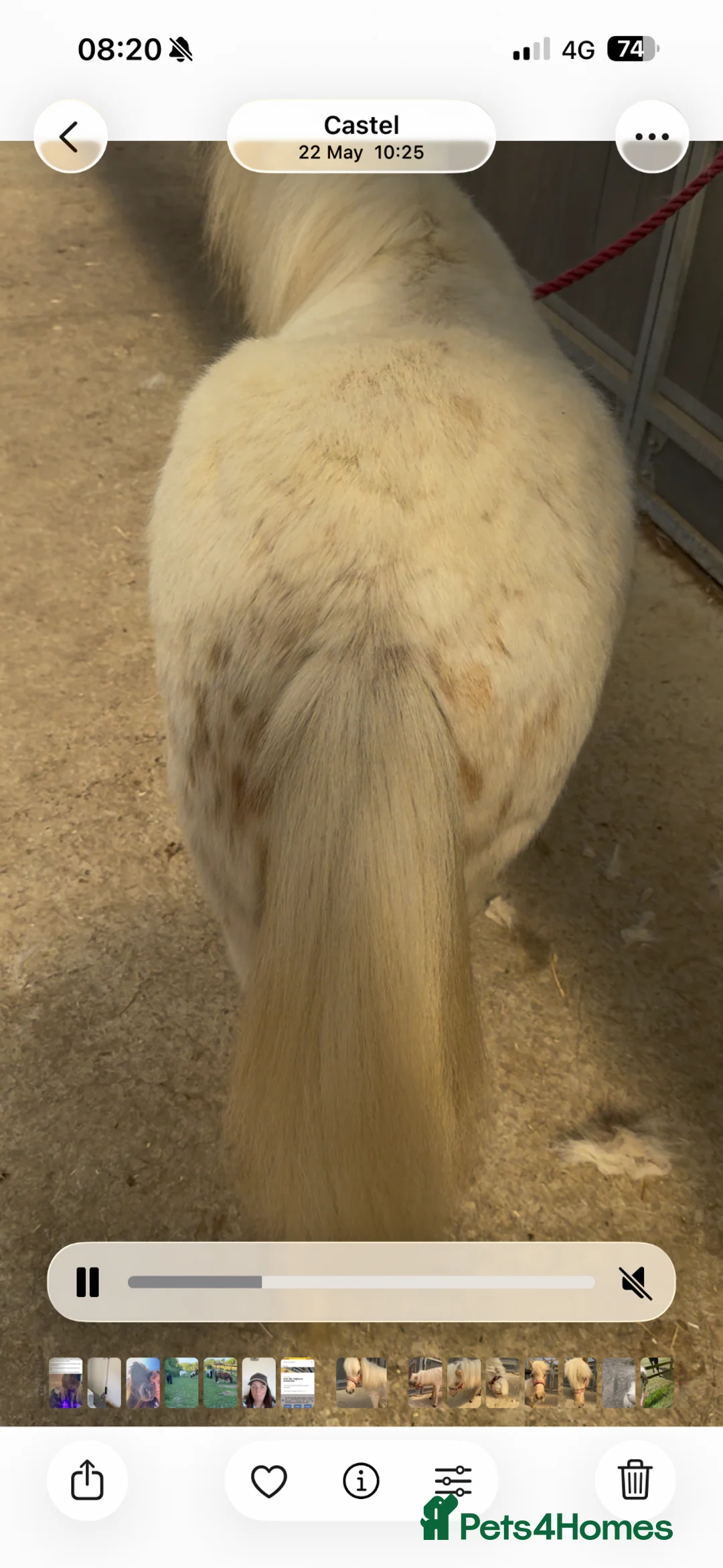 Shetland pony horses for sale: British spotted palomino colt  in Wotton-under-Edge - Advert 3