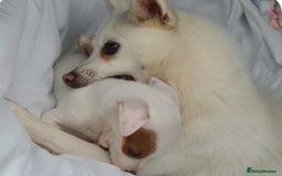 Mixed Breed dogs for sale: Male puppy - Image 2