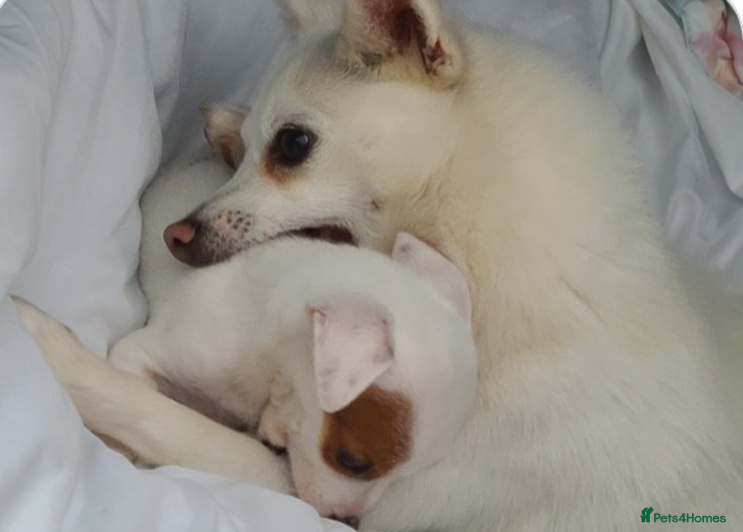 Mixed Breed dogs for sale: Male puppy - Image 2